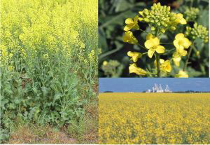 Picture of Eastern Crop Scout School Reference Material