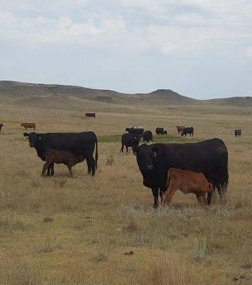 Picture of Mineral Nutrition for the Beef Cow Herd