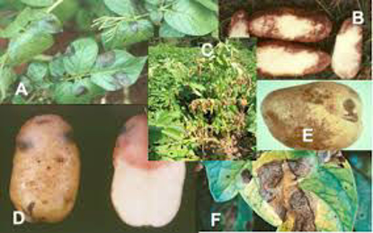Picture of Potato Pathology Dr. Julie Pasche