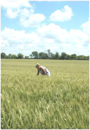 Picture of Crop Pest Identification and Management School
