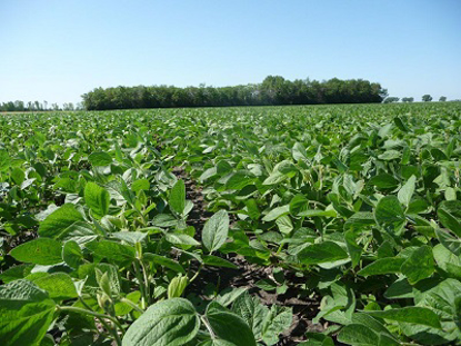 Picture of Soybean Performance Testing