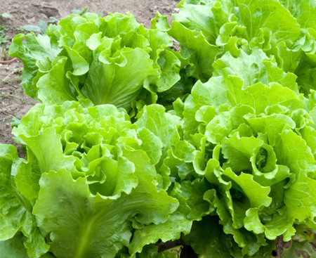 Picture for category Lettuce