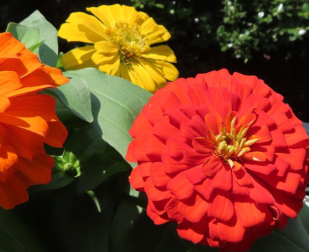Picture for category Zinnia
