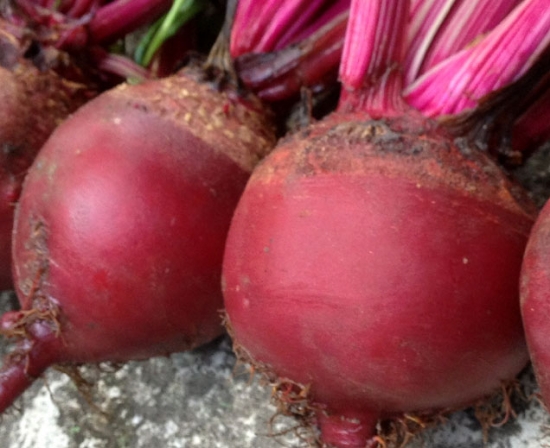 Picture of 06. Red Beet