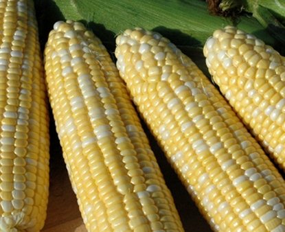 Picture of 13T. Late Super Sweet Corn
