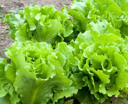 Picture of 22. Green Summer Crisp Lettuce Organic