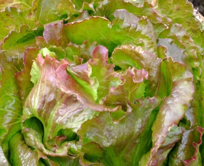 Picture of 23. Red Summer Crisp Organic Lettuce