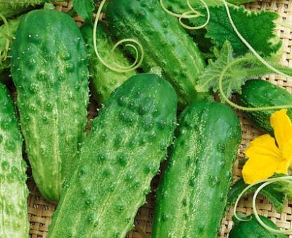 Picture of 16. Pickling Cucumber
