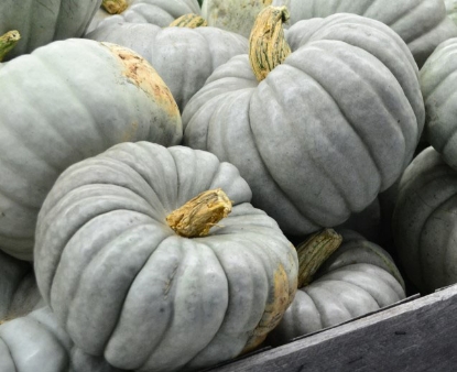 Picture of 27T. Gray Pumpkin