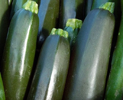 Picture of 30. Green Zucchini