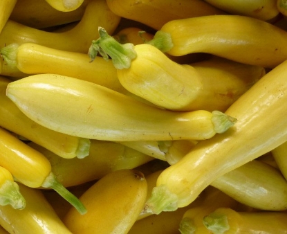 Picture of 31. Yellow Organic Summer Squash