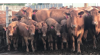 Picture of Dakota Alternative Beef Cow Systems Symposium