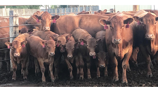 Picture of Dakota Alternative Beef Cow Systems Symposium