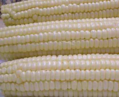Picture of 14. White Super Sweet Corn