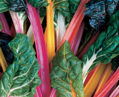 Picture of 35. Mixed Colors Swiss Chard