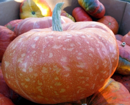 Picture of 33T. Specialty Kabocha