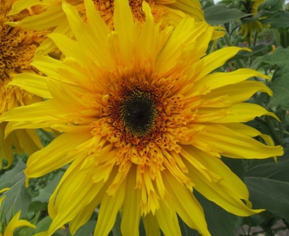 Picture of 39. Fluffy Sunflower