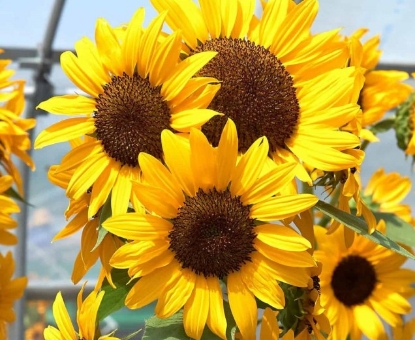 Picture of 40. Gold Branching Sunflower
