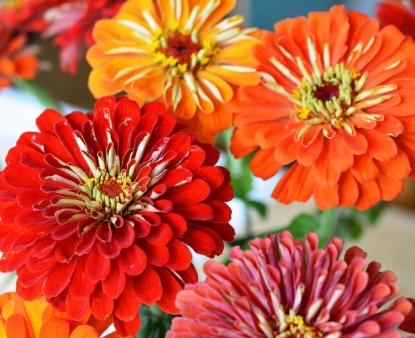Picture of 43. Flaming Mixes Zinnia