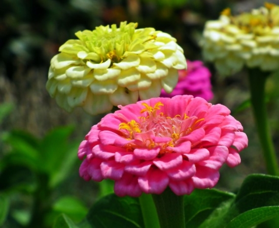 Picture of 50. Pink