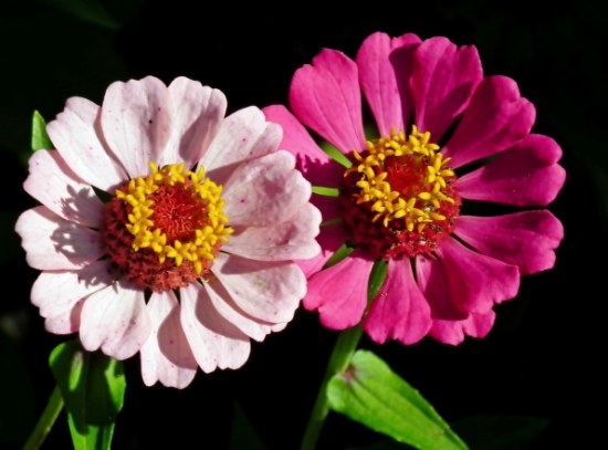 Picture of 42. Dessert Mixes Zinnia