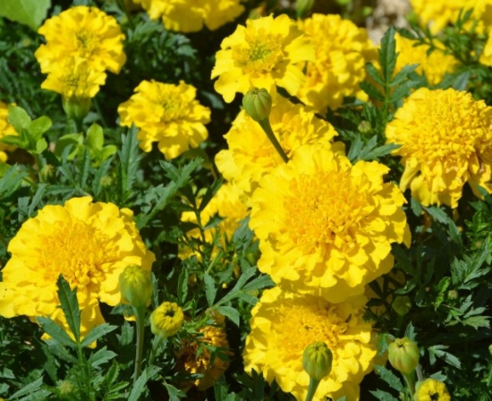 Picture of 38. Yellow Cutting Marigold