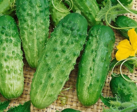 Picture for category Cucumber