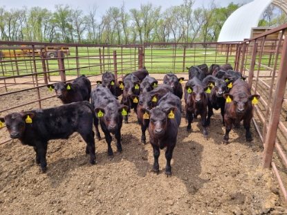 Picture of NDSU Beef Field Day 2024