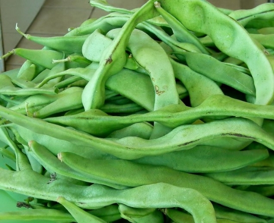 Picture of 05. Romano Bush Bean 