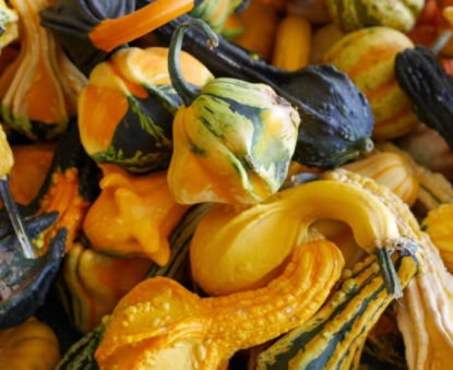 Picture of 20. Ornamental Gourd