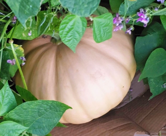 Picture of 36T. Round Butternut 