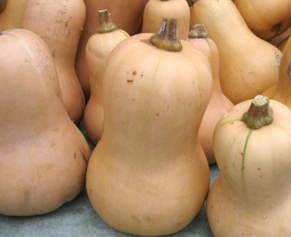 Picture of 37. Butternut Organic