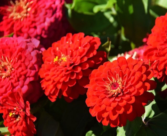 Picture of 51. Red Shades