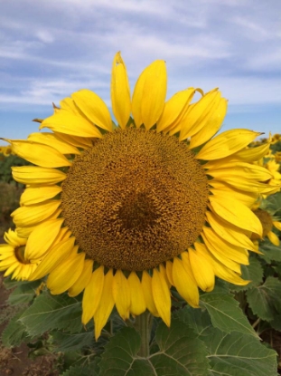 Picture of Western Crop and Pest Management School - 2026