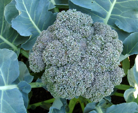 Picture for category Broccoli