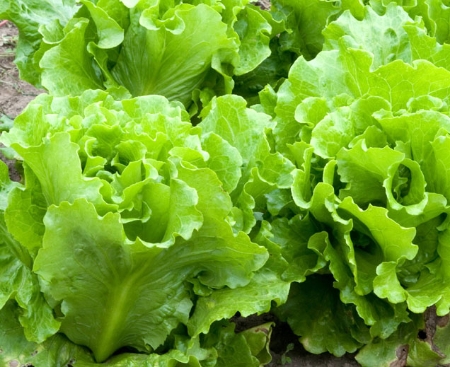 Picture for category Lettuce