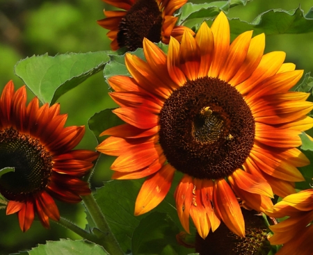 Picture for category Sunflower