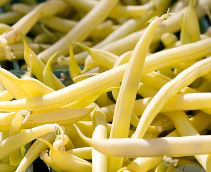 Yellow Bush Bean