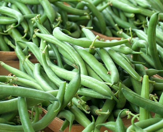 Popular Green Bush Bean