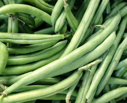 Concentrated Harvest Green Bush Bean