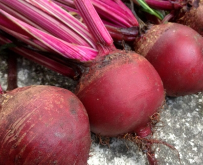 Red Beet