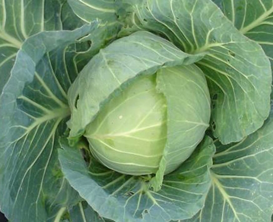 Small Globe Cabbage