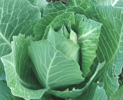 Small Pointed Cabbage