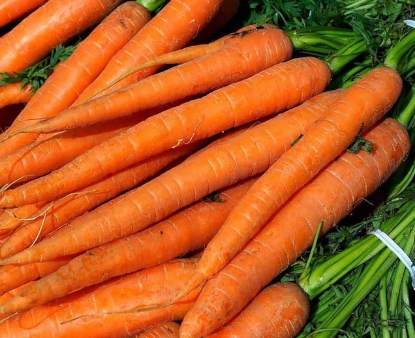 Bunching Carrot