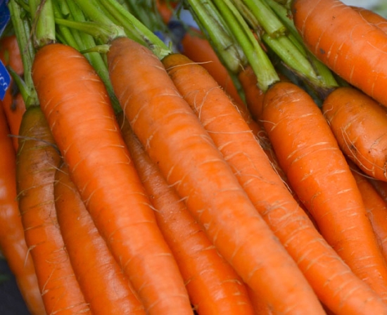 Main Crop Carrot