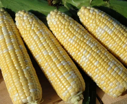 Midseason Bicolor Super Sweet Corn