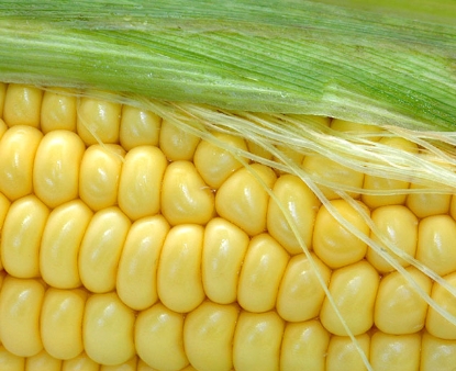 Yellow Super Sweet Corn
