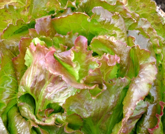 Red Summer Crisp Lettuce