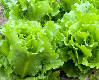 Green Summer Crisp Lettuce