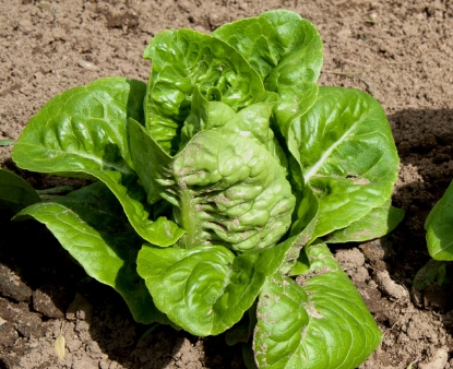 Green Gem Lettuce